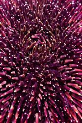 Sea urchin. Sphaerechinus granularis. E900, macro lens, D... by Mikel Cortes 